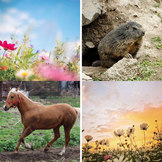 Groundhogs, Horses, and Shedding Season: Who’s Ready for Spring?