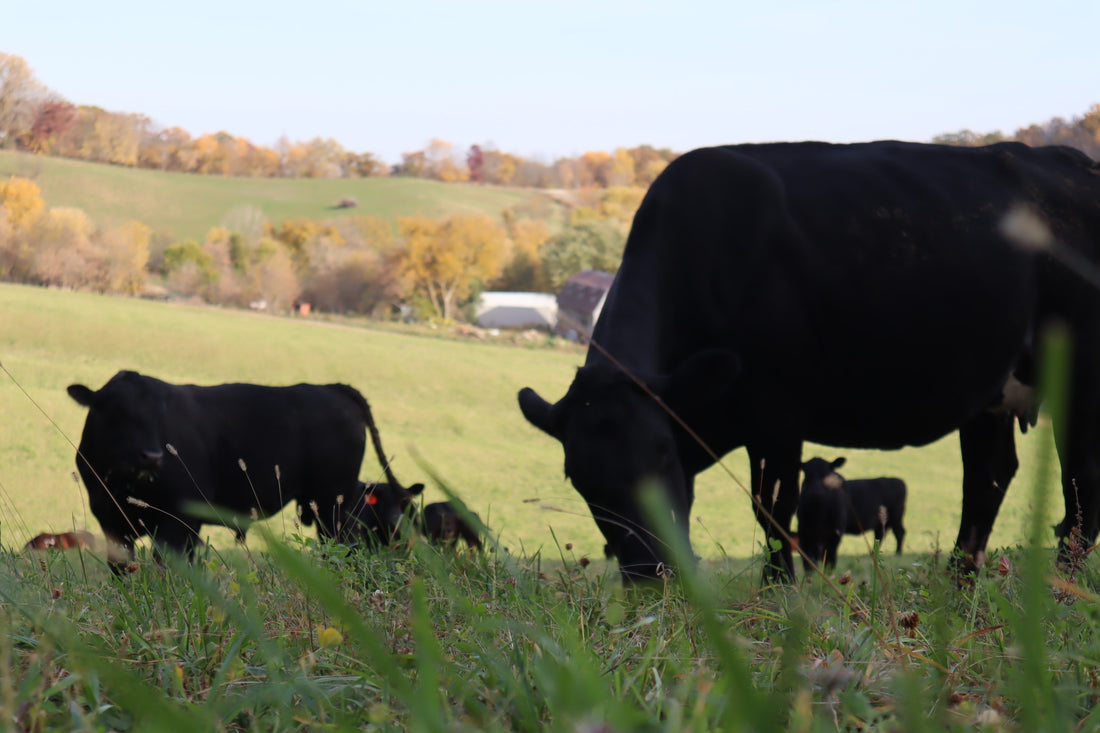 Introducing Our Mommas: A Closer Look at Our Cattle Family