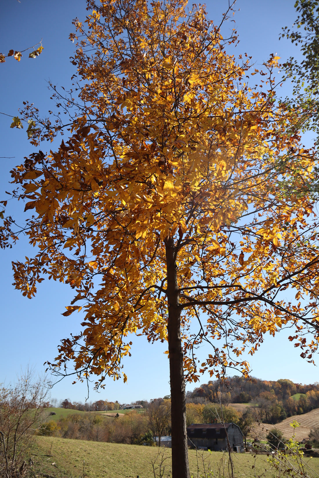 Sweat and Soil: A Fall Workout for Cattle Care